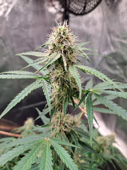 Milky way F1 auto - nebenher. Week 8
