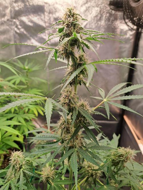 Milky way F1 auto - nebenher. Week 8