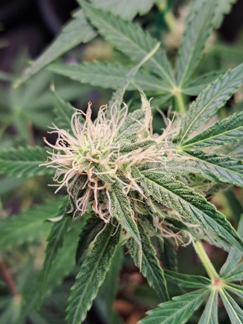 Milky way F1 auto - nebenher. Week 8