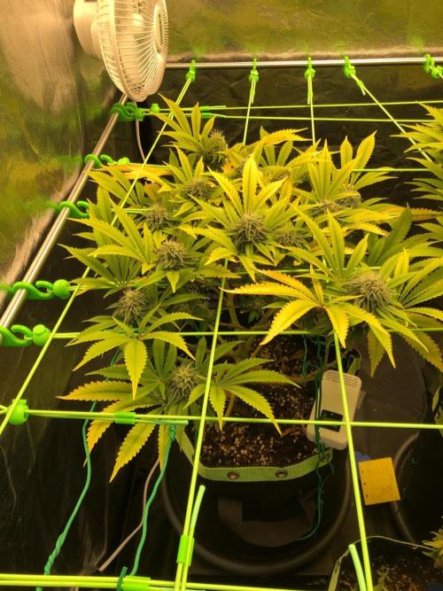 Painkiller XL 1:1. Week 15