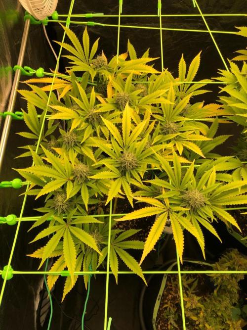 Painkiller XL 1:1. Week 15