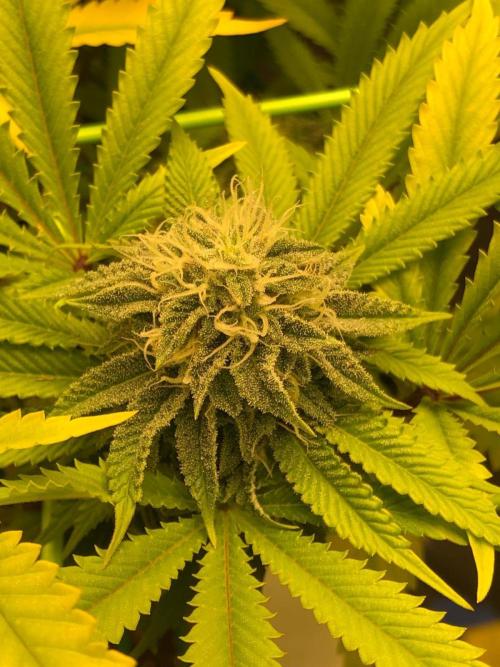 Painkiller XL 1:1. Week 15