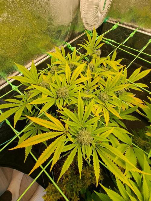 Painkiller XL 1:1. Week 15