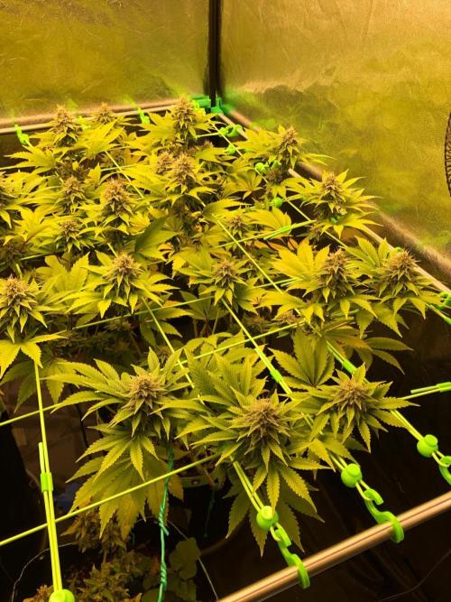 Og Kush. Week 13