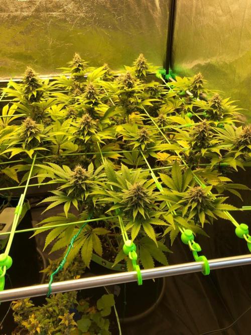 Og Kush. Week 13