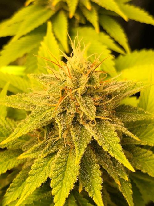 Og Kush. Week 13