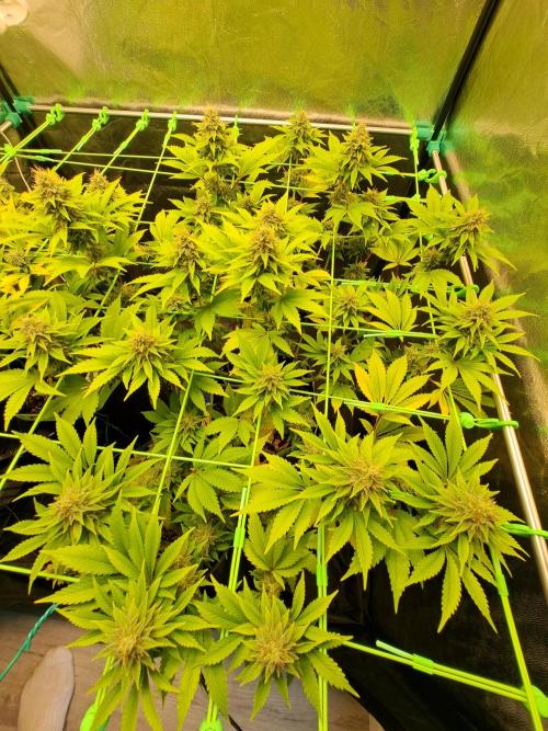 Og Kush. Week 13