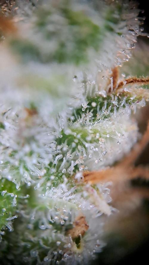 Wedding cake/nebenbei. Week 19