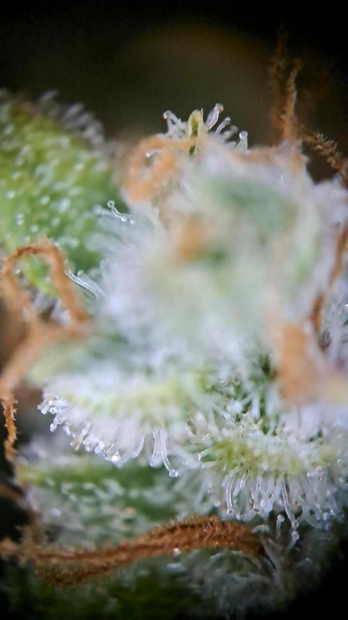 Wedding cake/nebenbei. Week 19