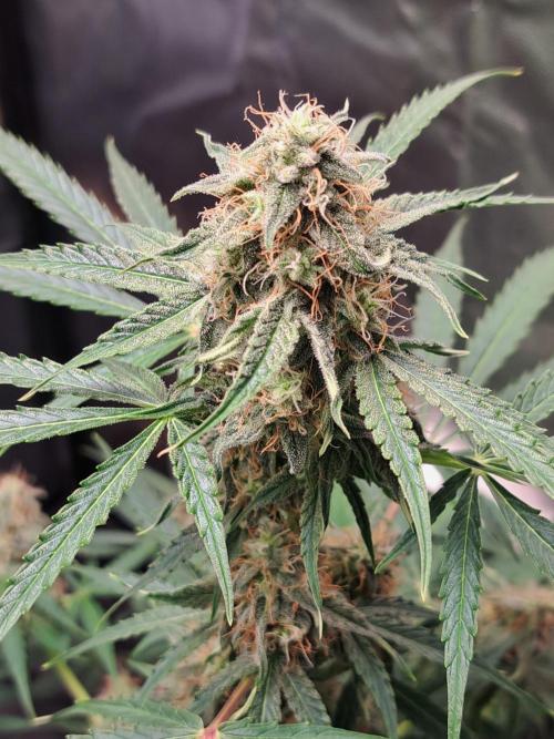 Milky way F1 auto - nebenher. Week 9