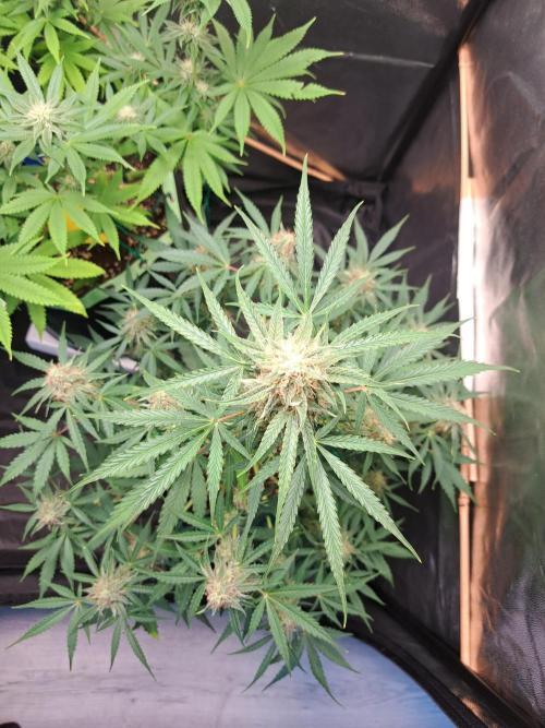 Milky way F1 auto - nebenher. Week 9