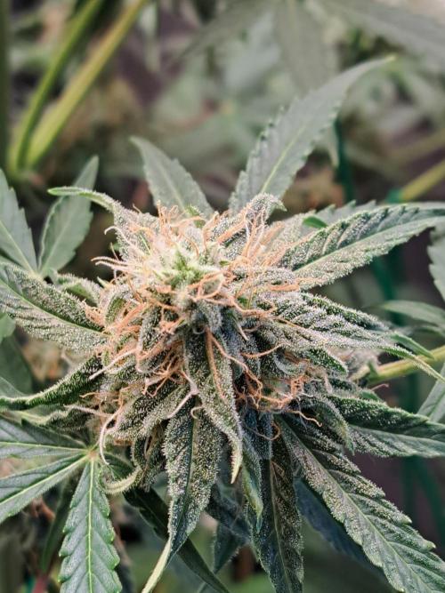 Milky way F1 auto - nebenher. Week 9
