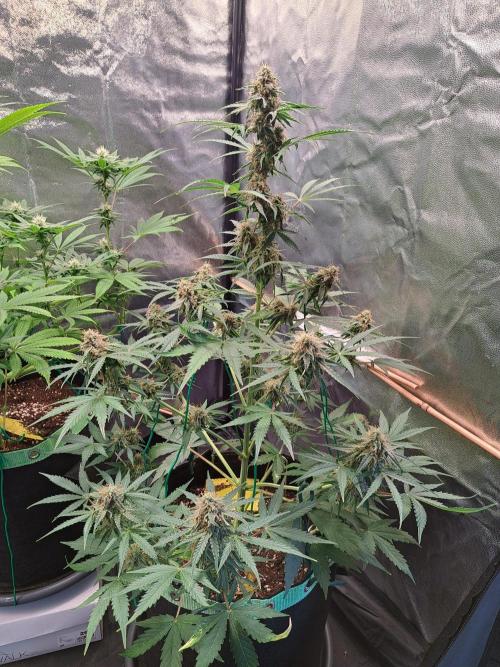 Milky way F1 auto - nebenher. Week 9