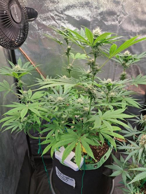 Blackberry Moonrocks. Week 12