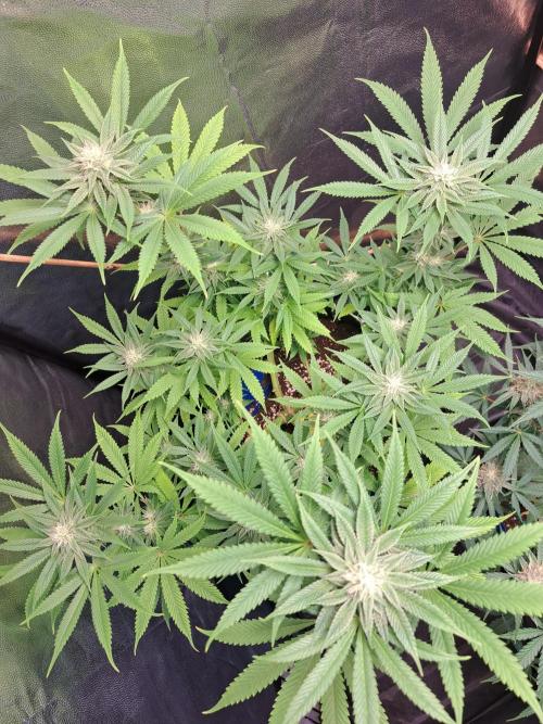 Blackberry Moonrocks. Week 12