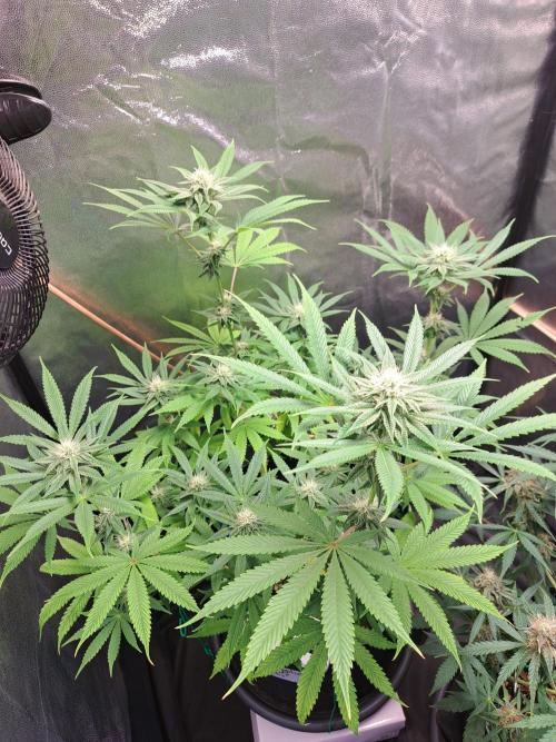 Blackberry Moonrocks. Week 12