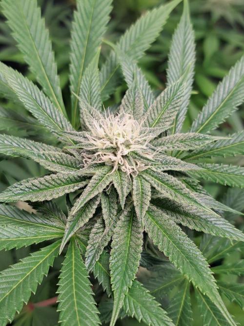 Blackberry Moonrocks. Week 12