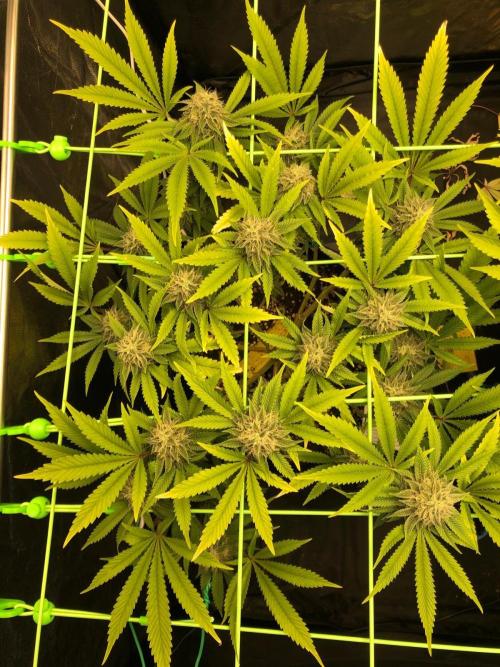 Painkiller XL 1:1. Week 16