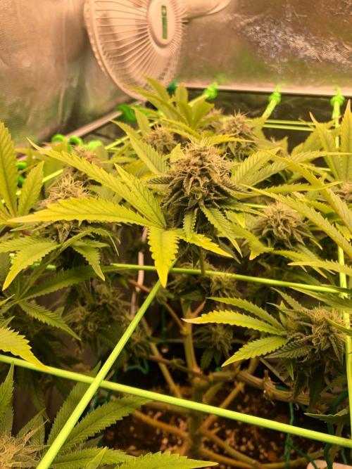 Painkiller XL 1:1. Week 16