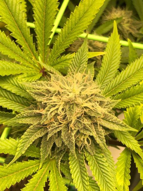 Painkiller XL 1:1. Week 16