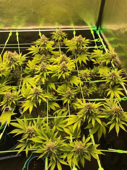 Og Kush. Week 14
