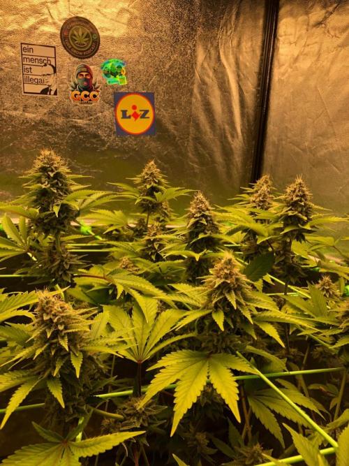 Og Kush. Week 14