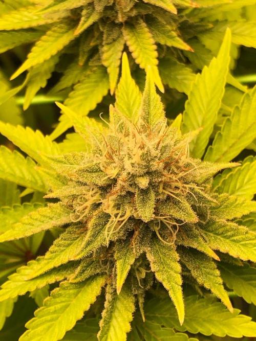 Og Kush. Week 14