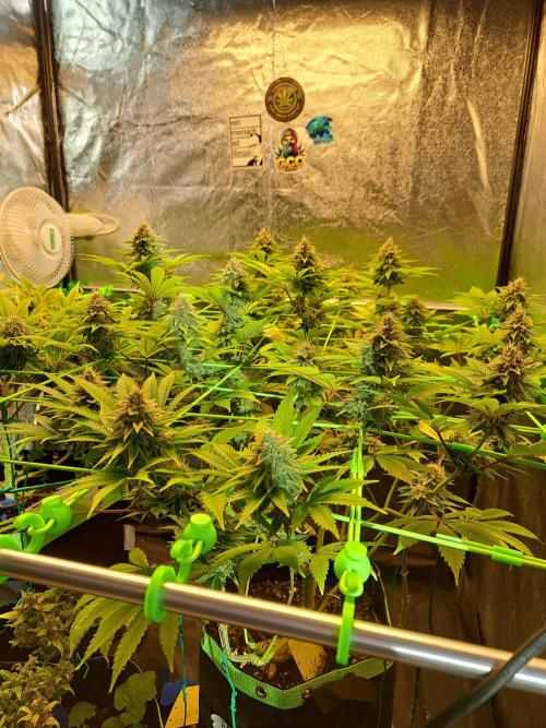 Og Kush. Week 14