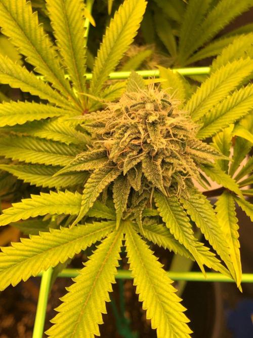 Painkiller XL 1:1. Week 17