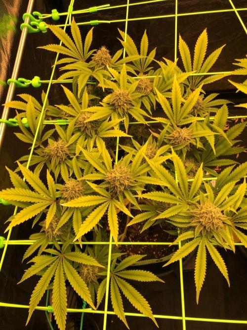 Painkiller XL 1:1. Week 17