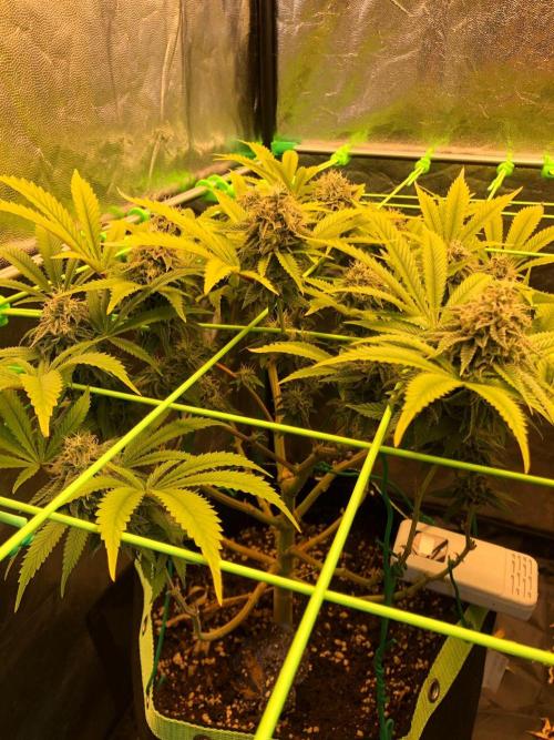 Painkiller XL 1:1. Week 17
