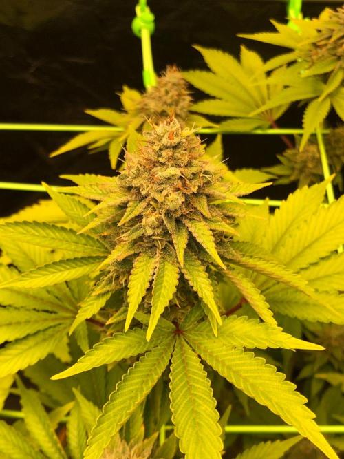Og Kush. Week 15