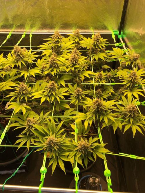 Og Kush. Week 15