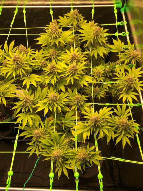 Og Kush. Week 15