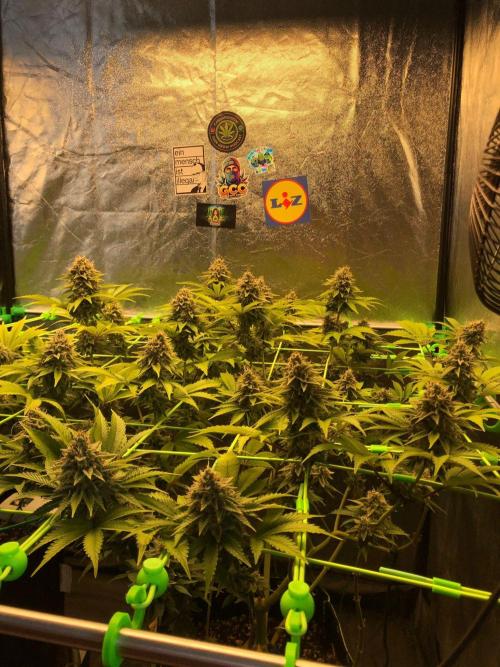Og Kush. Week 15