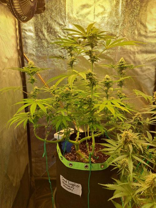 Blackberry Moonrocks. Week 13