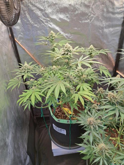 Blackberry Moonrocks. Week 13