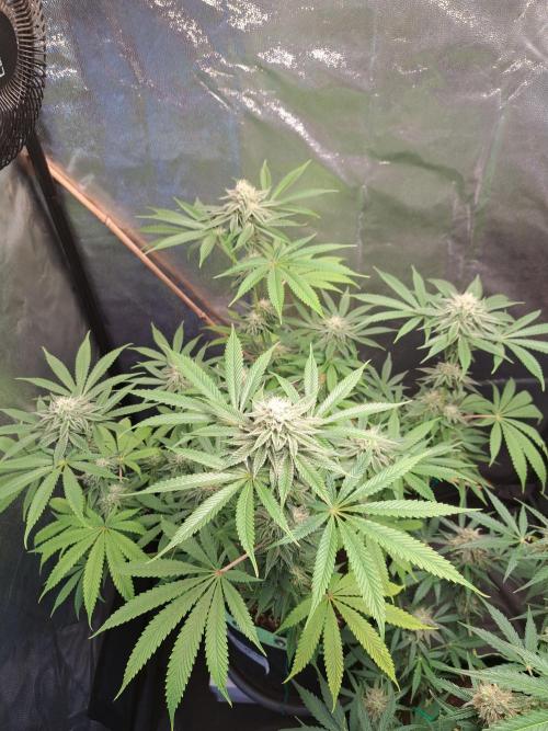 Blackberry Moonrocks. Week 13
