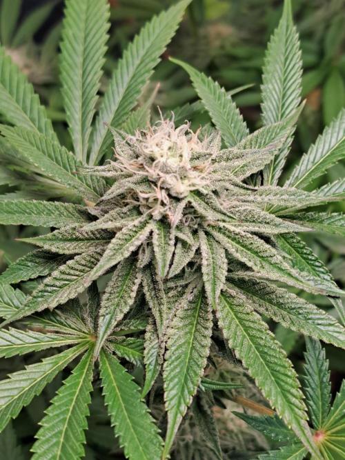 Blackberry Moonrocks. Week 13