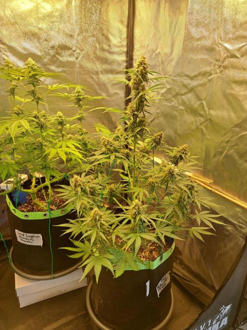 Milky way F1 auto - nebenher. Week 10