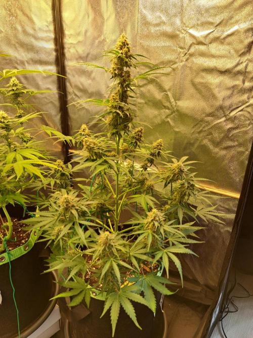 Milky way F1 auto - nebenher. Week 10