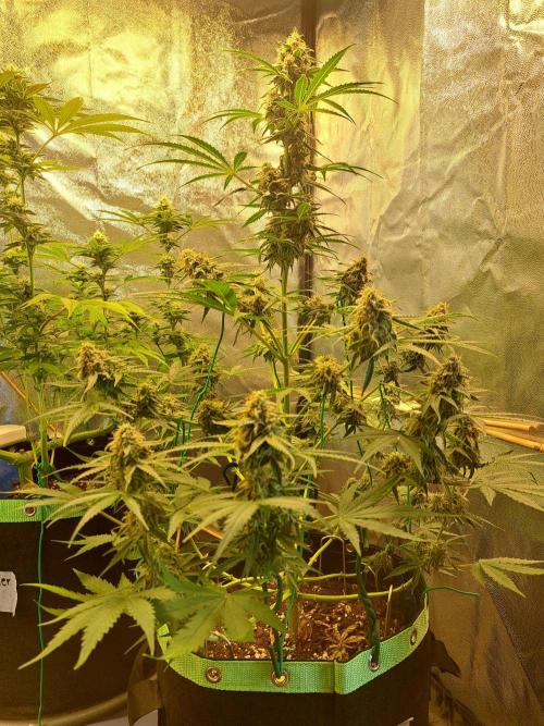 Milky way F1 auto - nebenher. Week 10