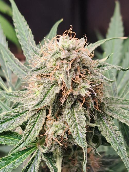 Milky way F1 auto - nebenher. Week 10
