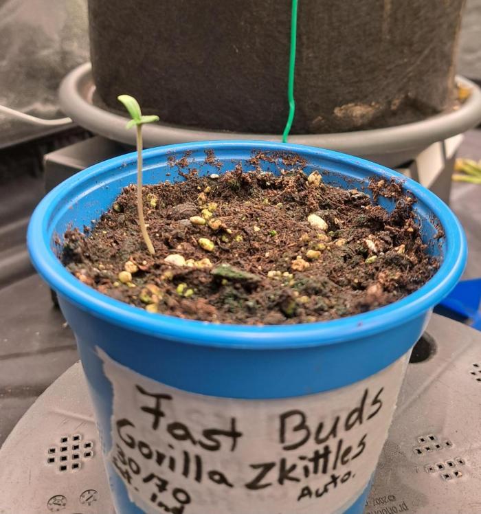 Gorilla Zkittles. Week 0