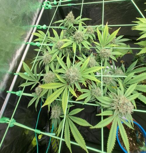 Painkiller XL 1:1. Week 18