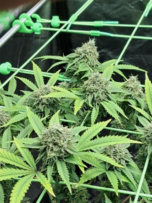 Painkiller XL 1:1. Week 18