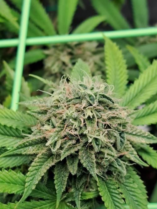 Painkiller XL 1:1. Week 18