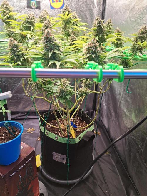 Og Kush. Week 16