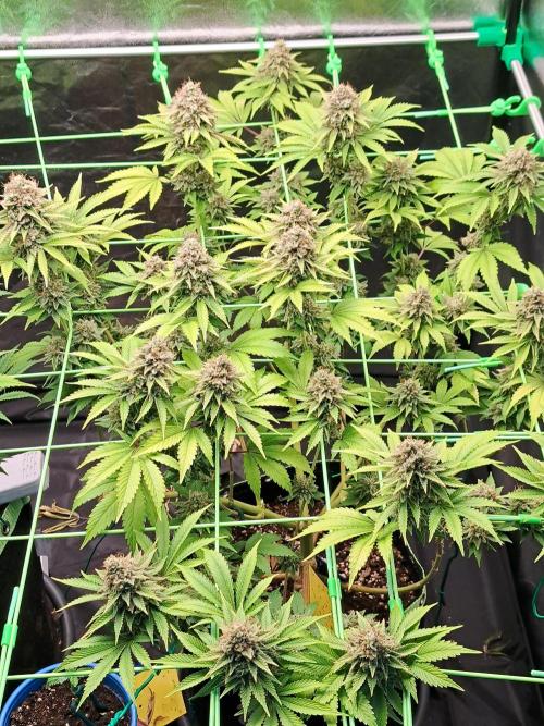 Og Kush. Week 16