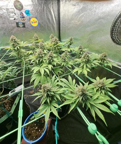 Og Kush. Week 16